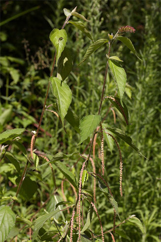 Acalypha chirindica