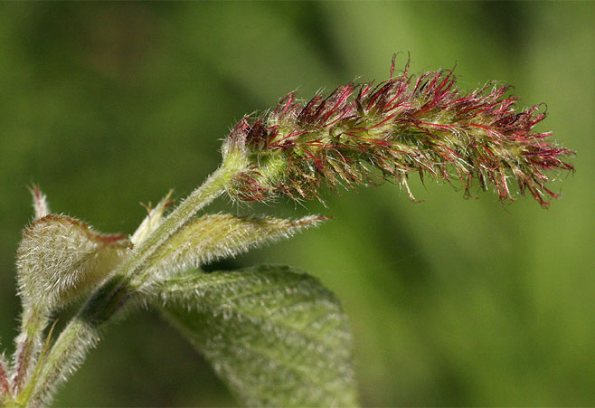 Acalypha chirindica