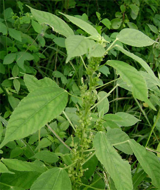 Acalypha fimbriata