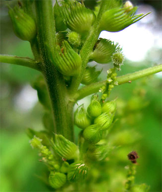 Acalypha fimbriata