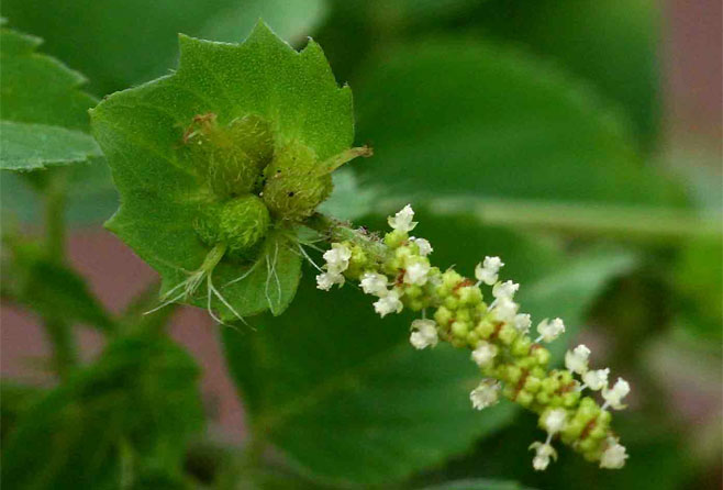 Acalypha indica