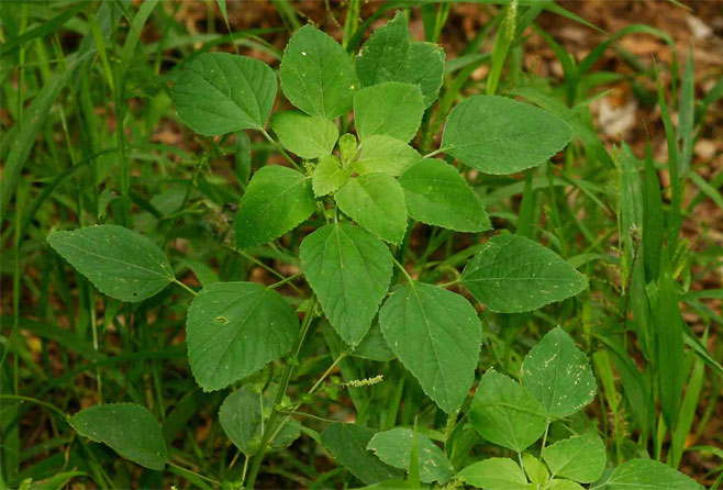 Acalypha indica