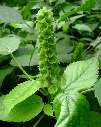 Acalypha ornata 