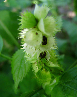 Acalypha ornata 