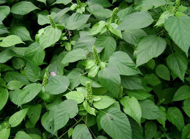 Acalypha ornata 
