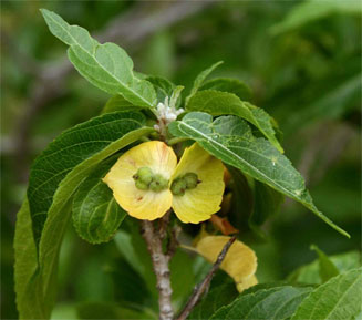 Acalypha pubiflora