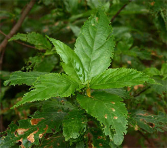 Acalypha pubiflora