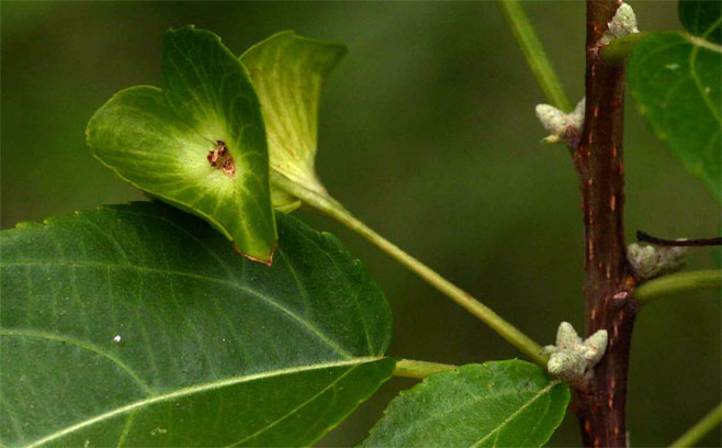 Acalypha pubiflora