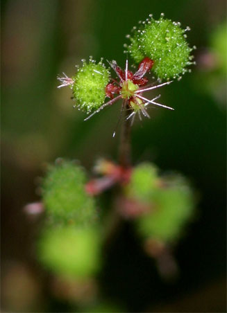 Acalypha racemosa