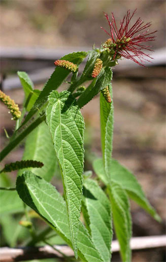Acalypha villicaulis