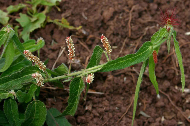 Acalypha villicaulis