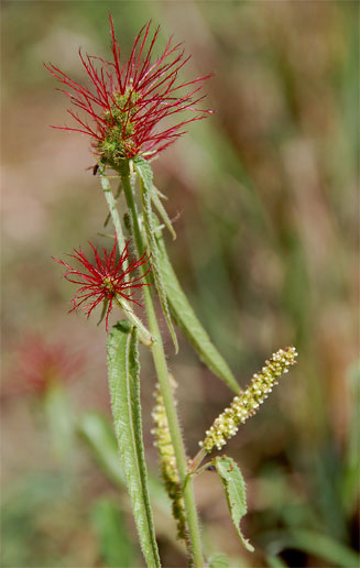 Acalypha villicaulis