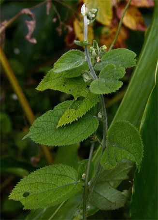 Tragia brevipes