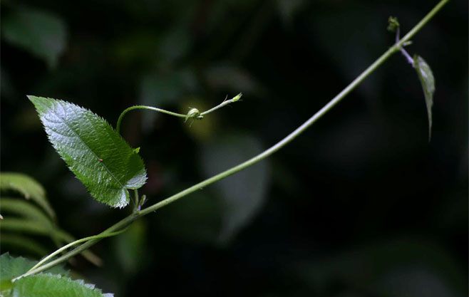 Tragia furialis