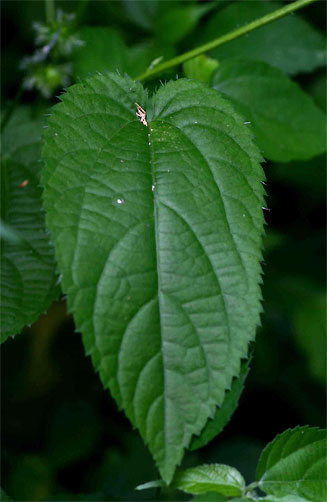 Tragia furialis