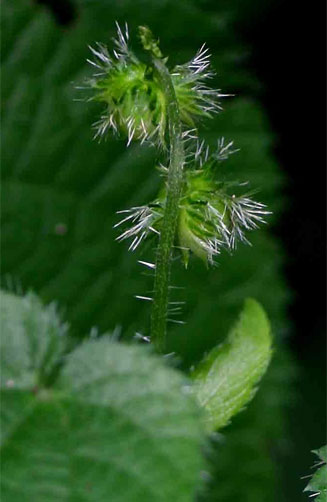 Tragia furialis