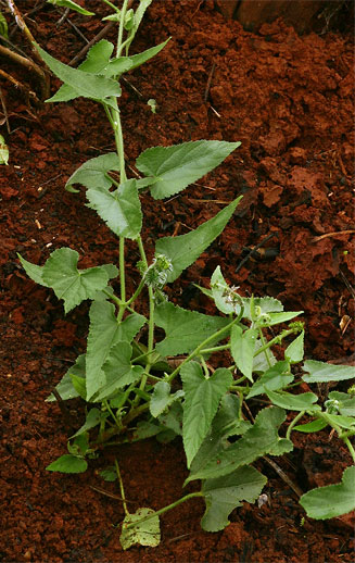 Tragia kirkiana 