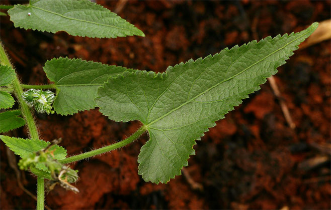Tragia kirkiana 