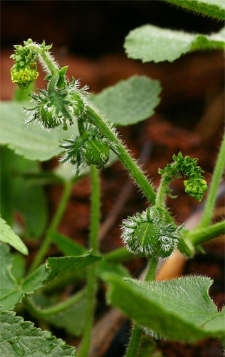 Tragia kirkiana 