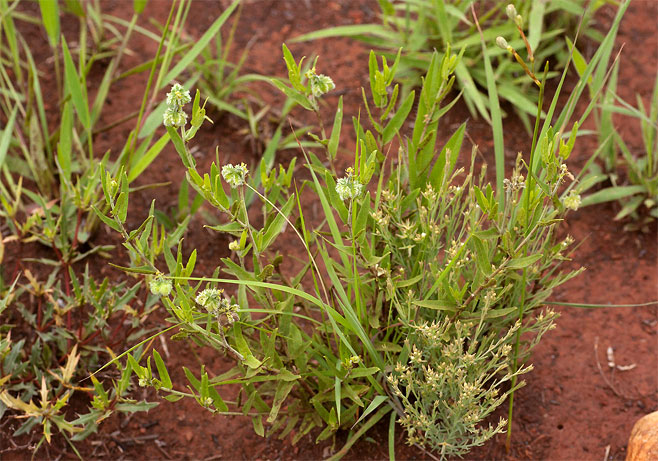 Tragia mazoensis