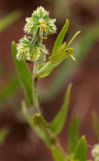 Tragia mazoensis