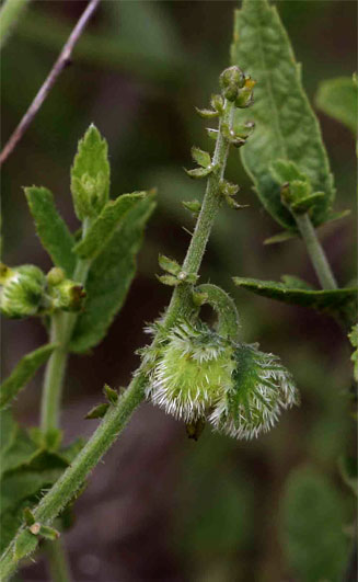 Tragia mazoensis