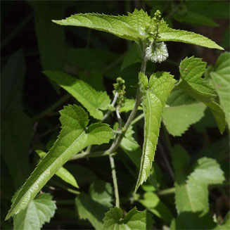 Tragia okanyua
