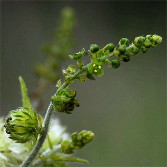 Tragia okanyua
