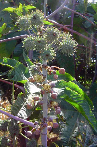 Ricinus communis (Castor oil plant)