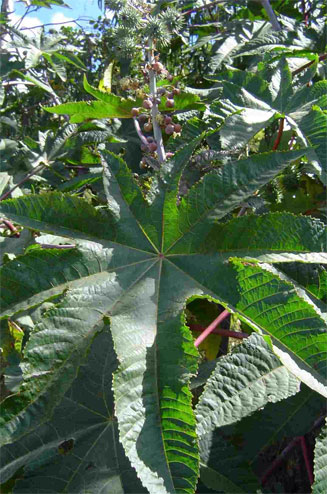 Ricinus communis (Castor oil plant)