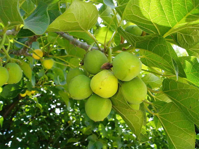 Jatropha curcas