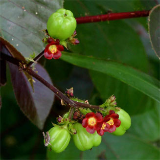 Jatropha gossypiifolia 