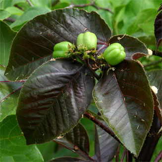 Jatropha gossypiifolia 
