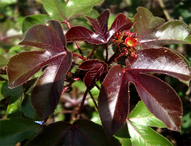 Jatropha gossypiifolia 