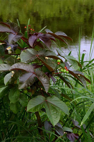 Jatropha gossypiifolia 