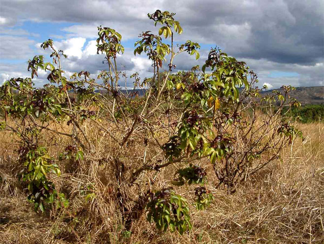 Jatropha gossypiifolia 