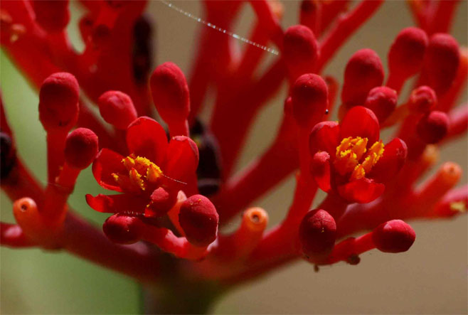 Jatropha multifida