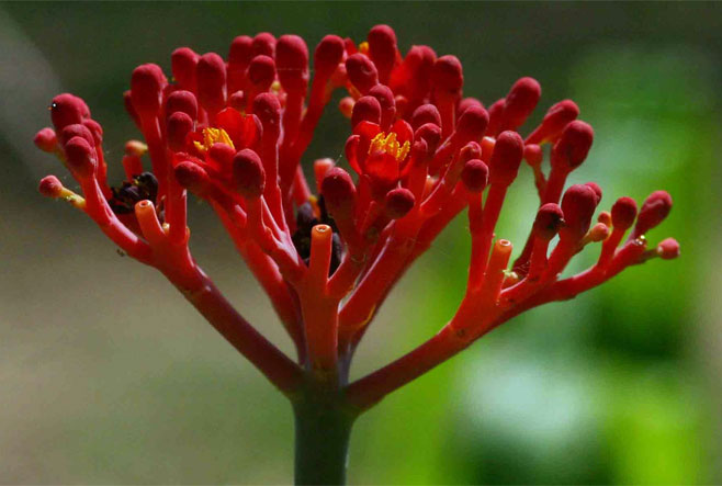 Jatropha multifida