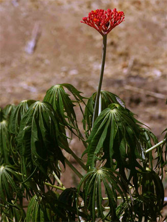 Jatropha multifida