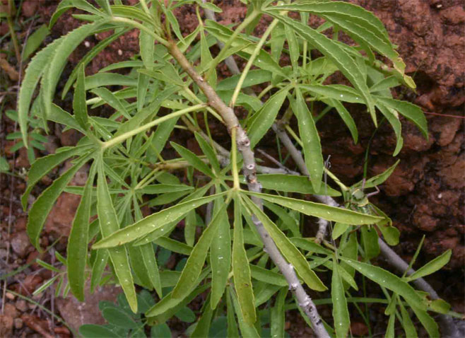 Jatropha spicata