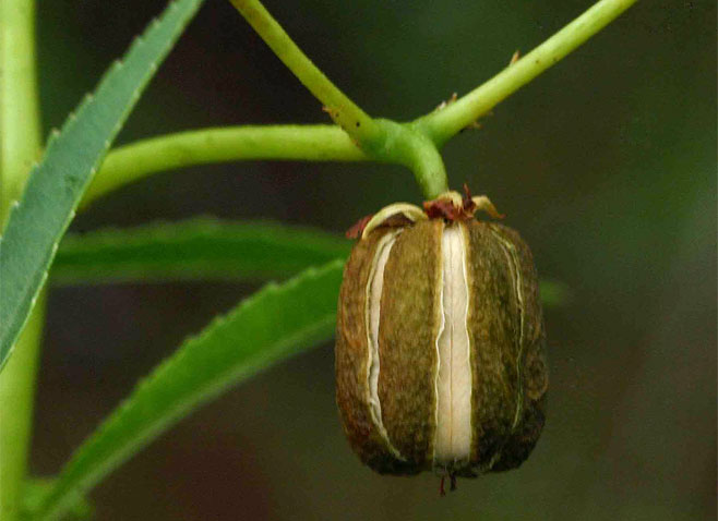 Jatropha spicata