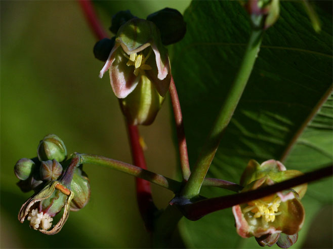 Manihot esculenta (Cassava, Manioc)