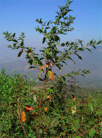 Clutia abyssinica