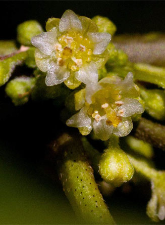 Clutia abyssinica
