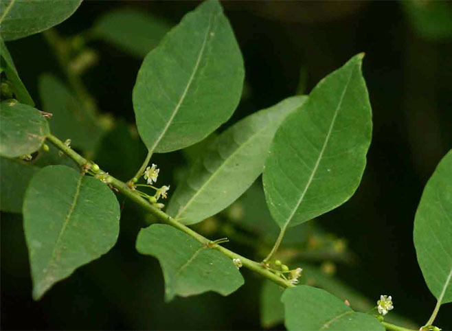 Clutia abyssinica