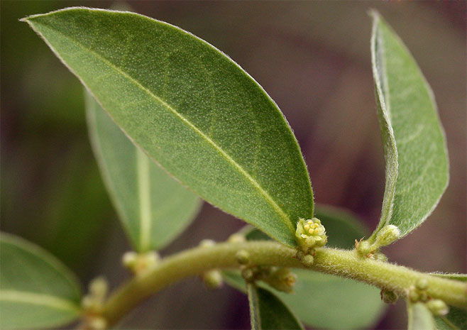Clutia hirsuta 
