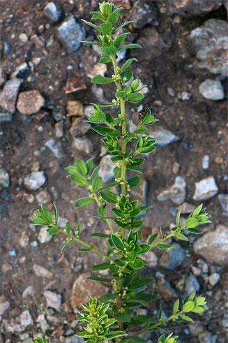 Clutia hirsuta 