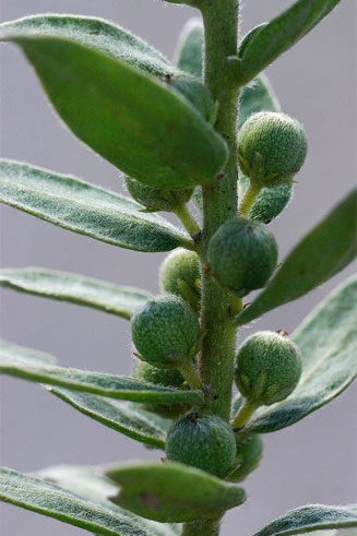 Clutia hirsuta 