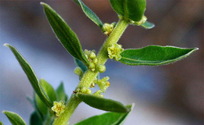 Clutia hirsuta 