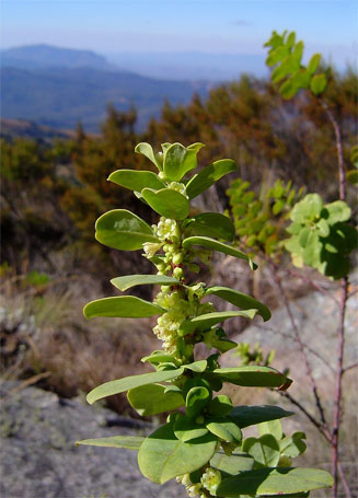 Clutia paxii